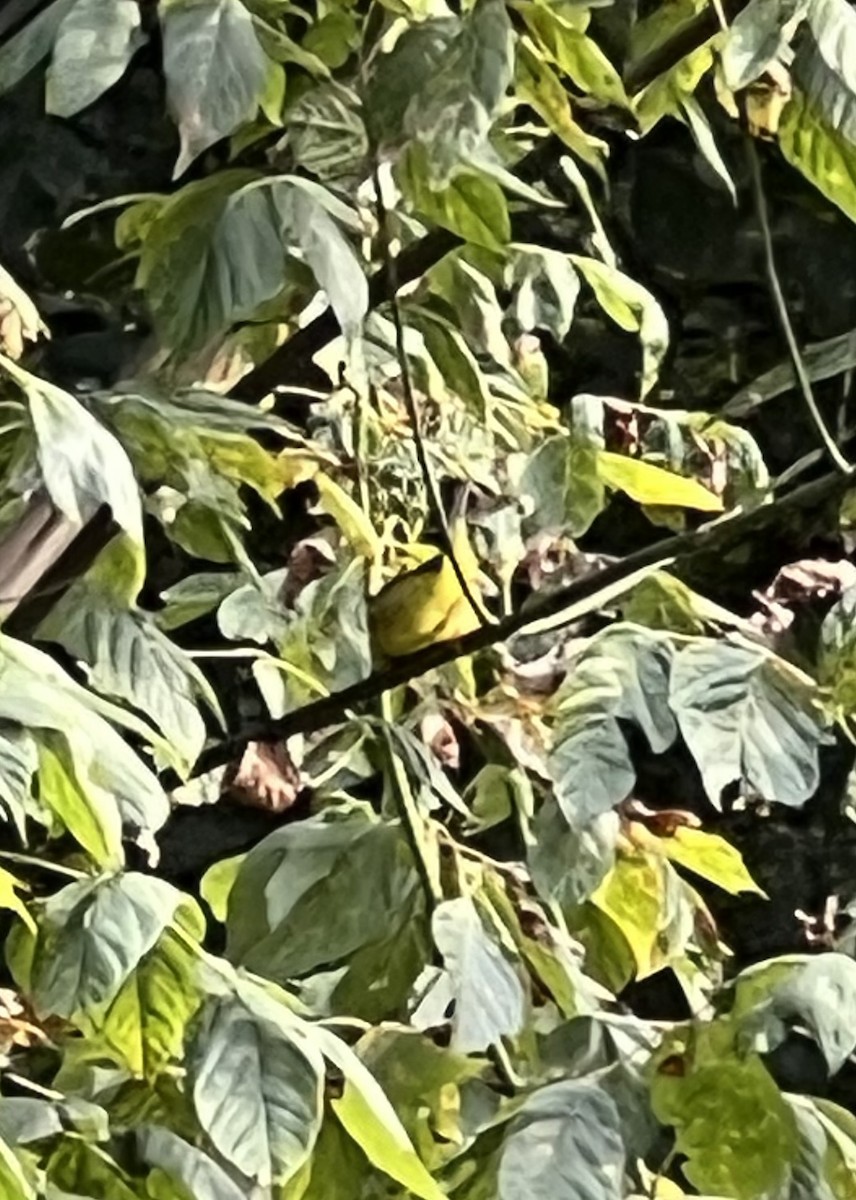 Wilson's Warbler - ML642254487