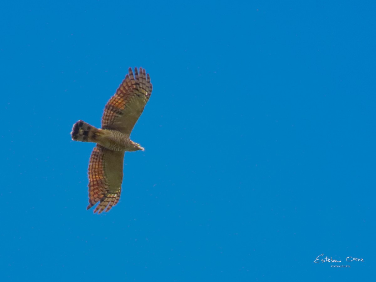 Hook-billed Kite - ML642254491