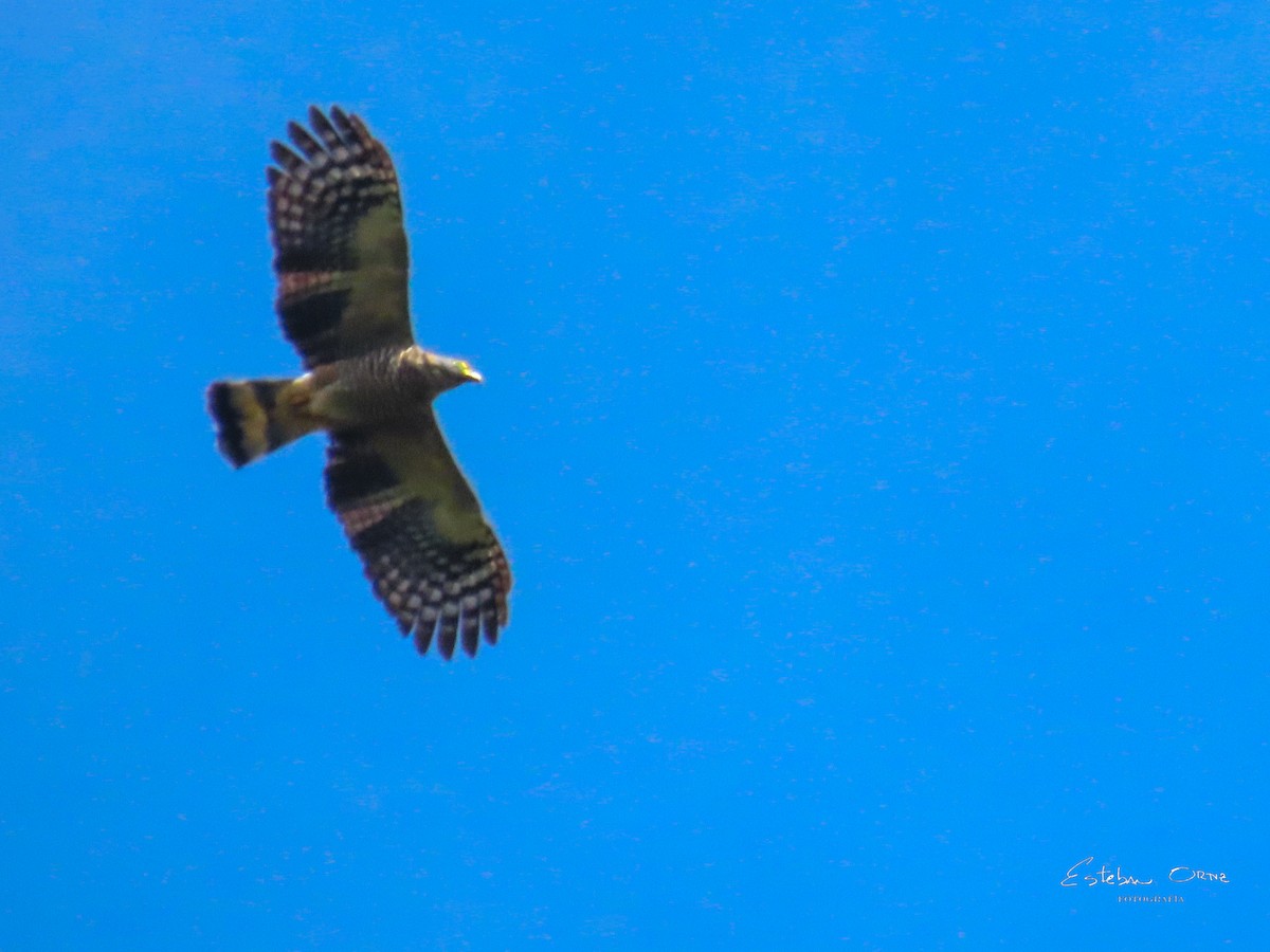 Hook-billed Kite - ML642254492