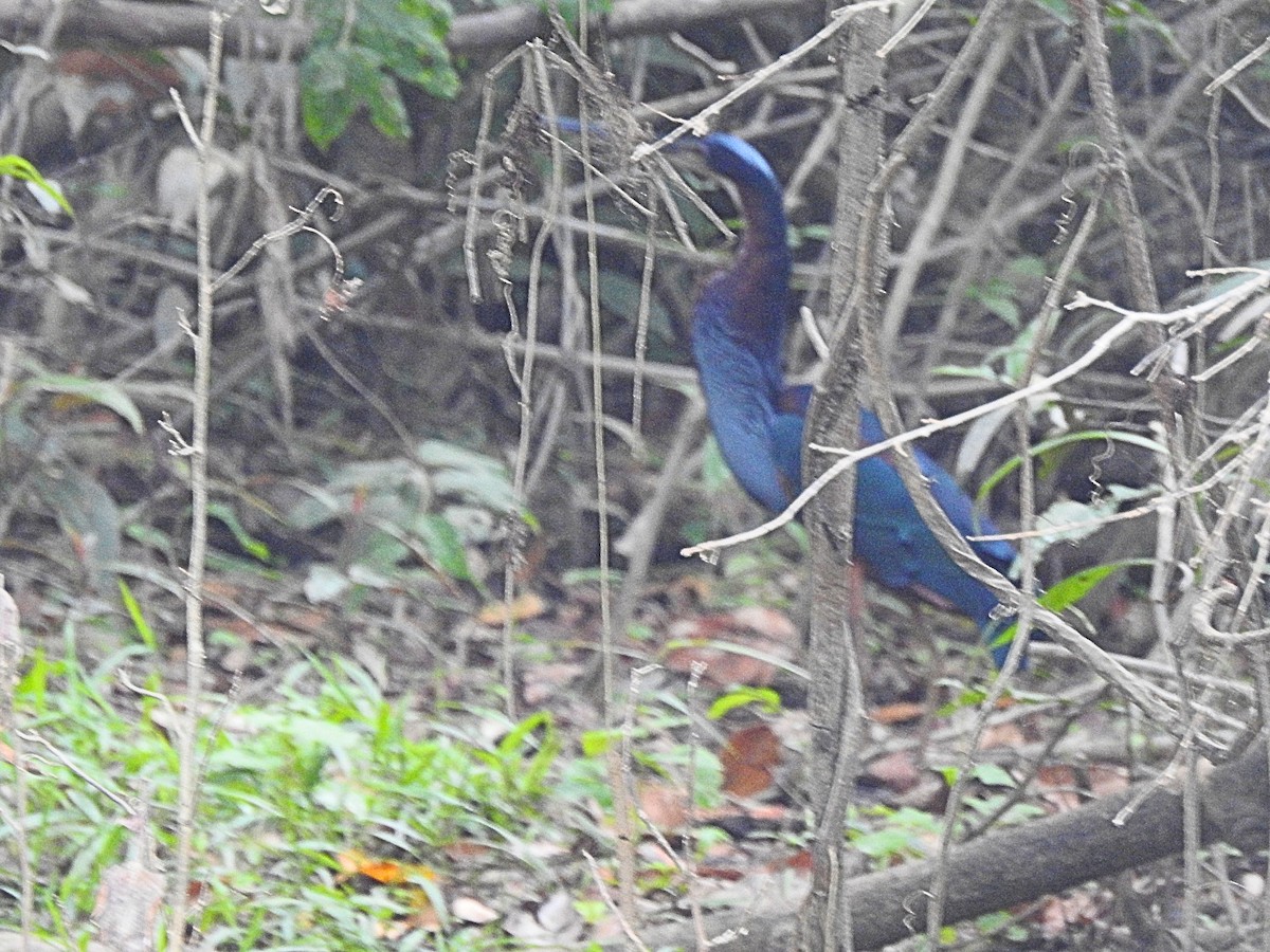 Agami Heron - ML642254494