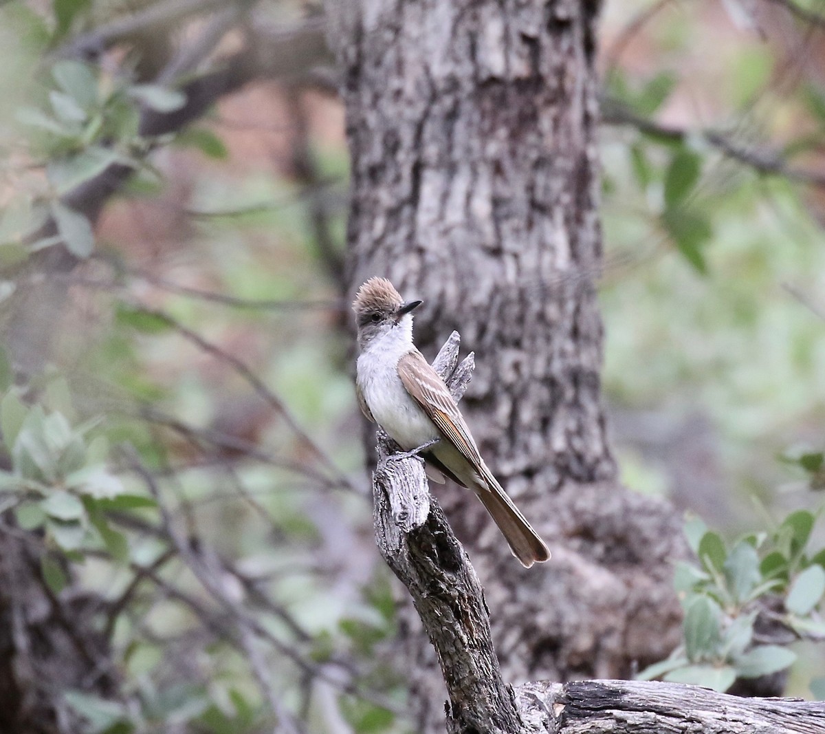 Ash-throated Flycatcher - ML642254495