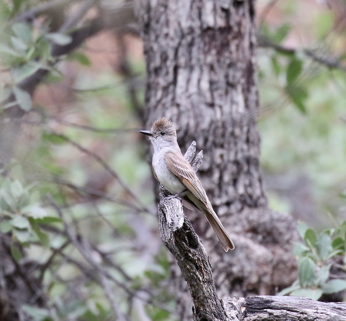 Ash-throated Flycatcher - ML642254497