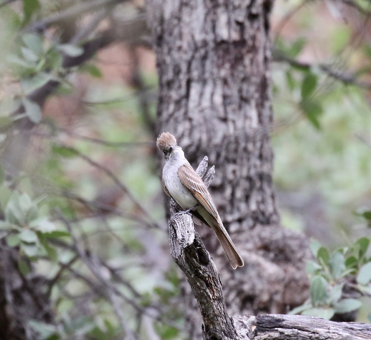 Ash-throated Flycatcher - ML642254498