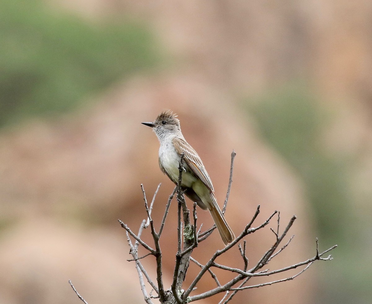 Ash-throated Flycatcher - ML642254499