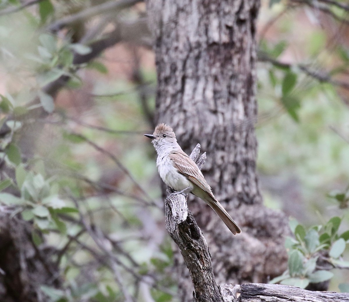 Ash-throated Flycatcher - ML642254500