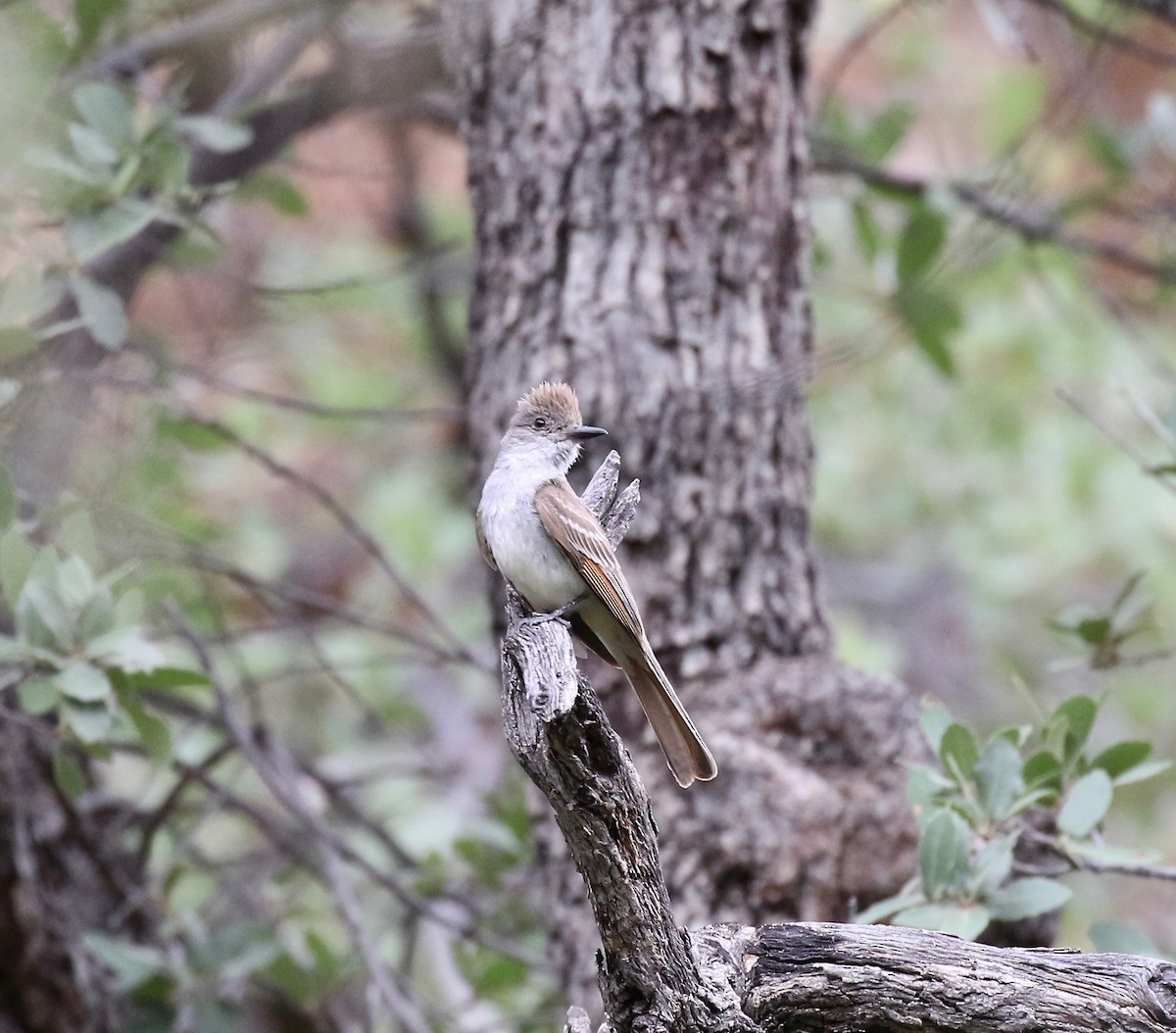 Ash-throated Flycatcher - ML642254501