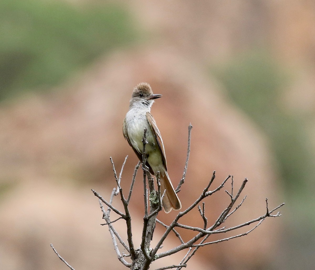 Ash-throated Flycatcher - ML642254504