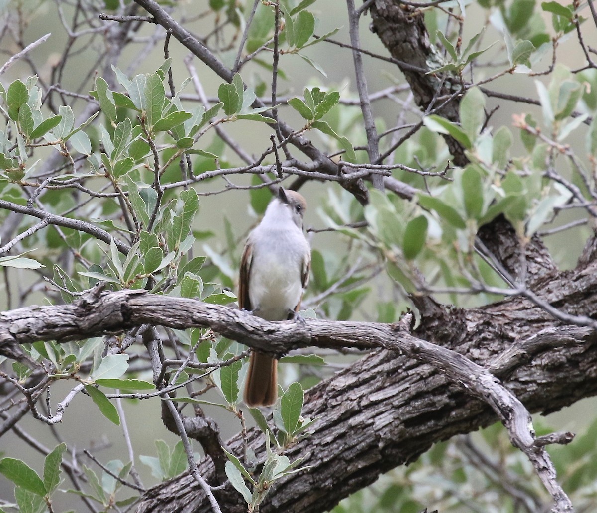 Ash-throated Flycatcher - ML642254505