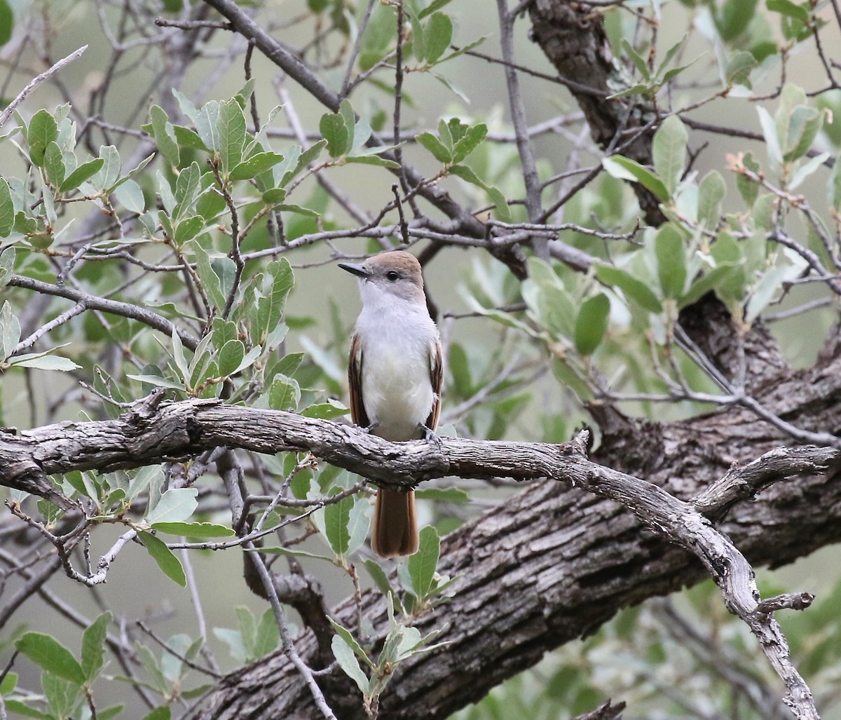 Ash-throated Flycatcher - ML642254506