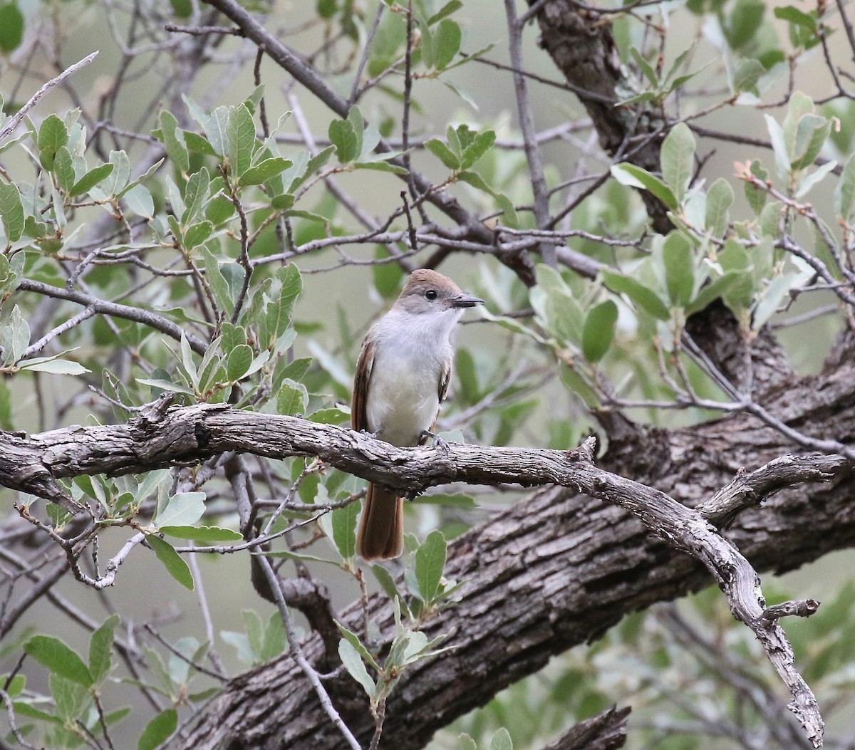 Ash-throated Flycatcher - ML642254508