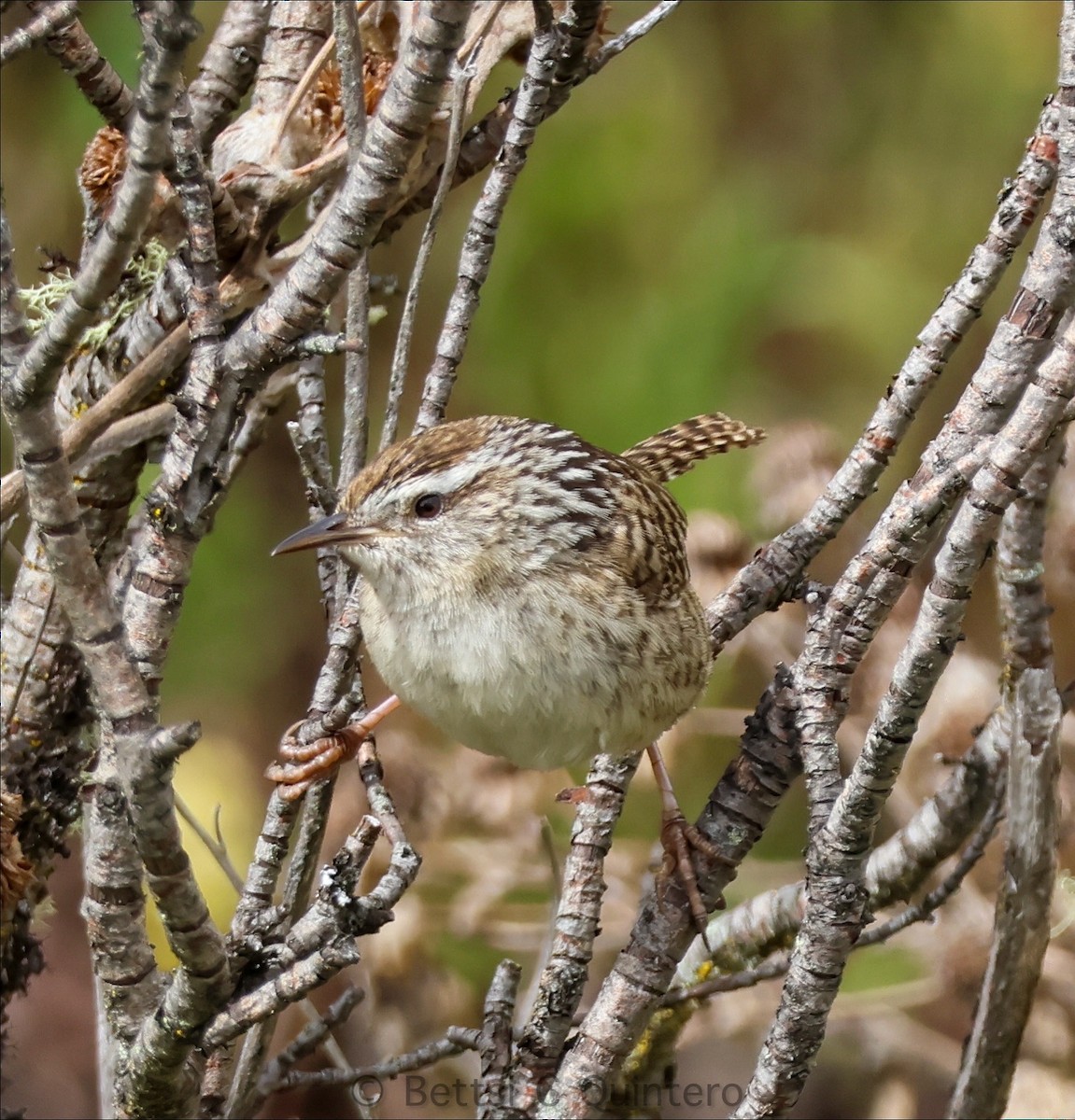 Merida Wren - ML642254513