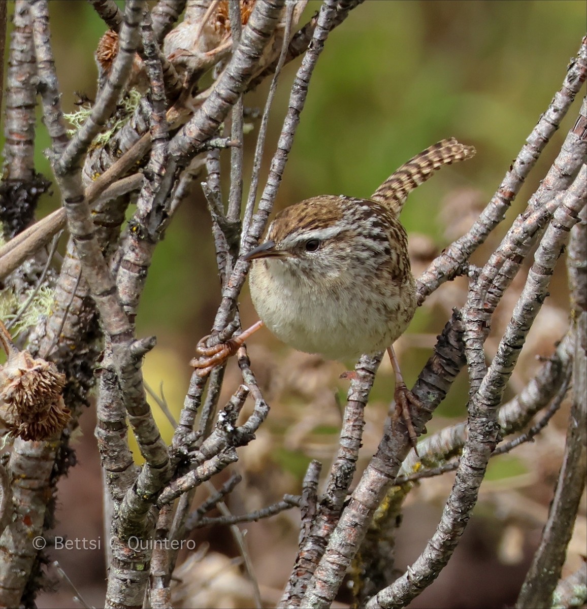 Merida Wren - ML642254514