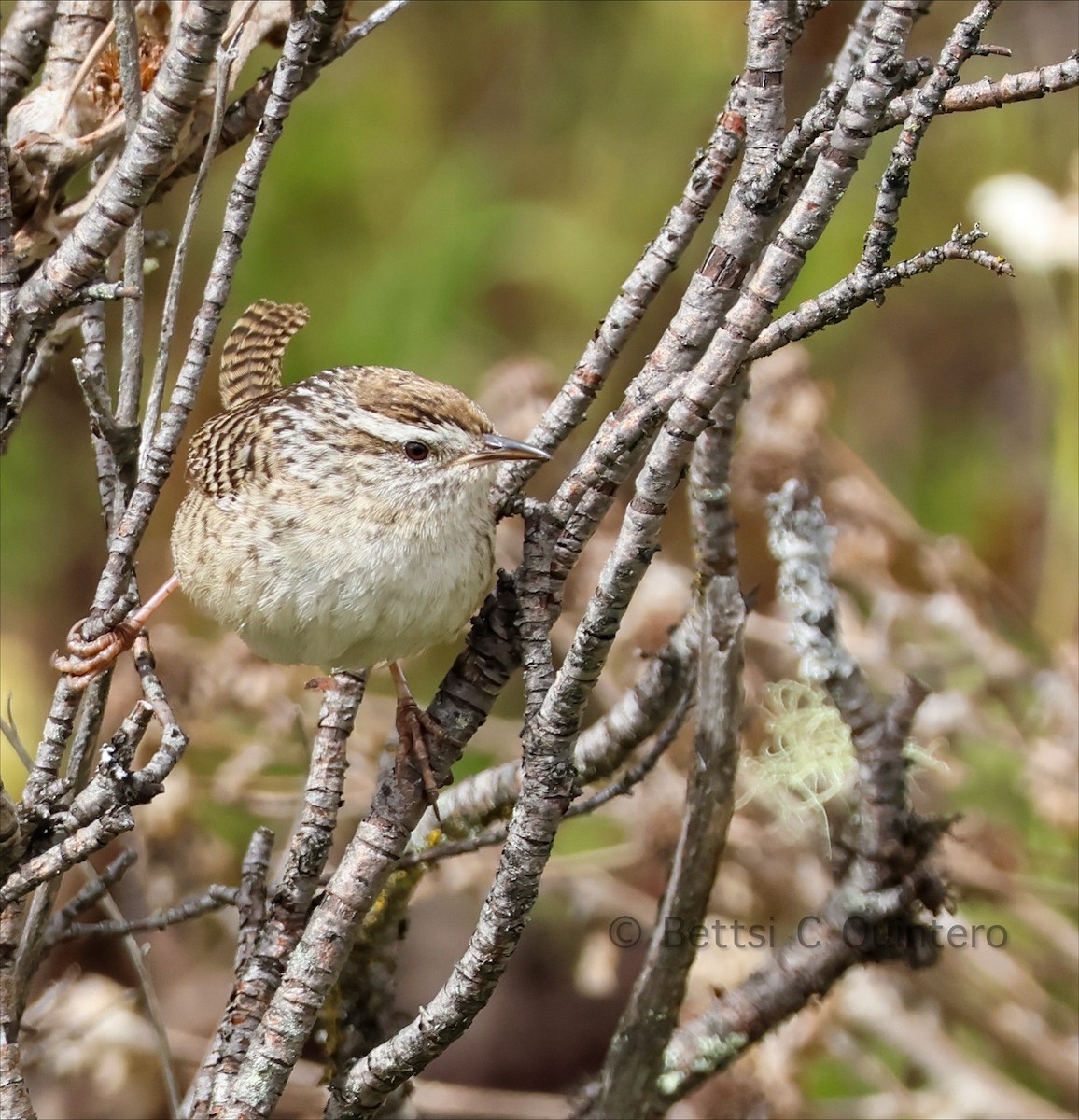 Merida Wren - ML642254515