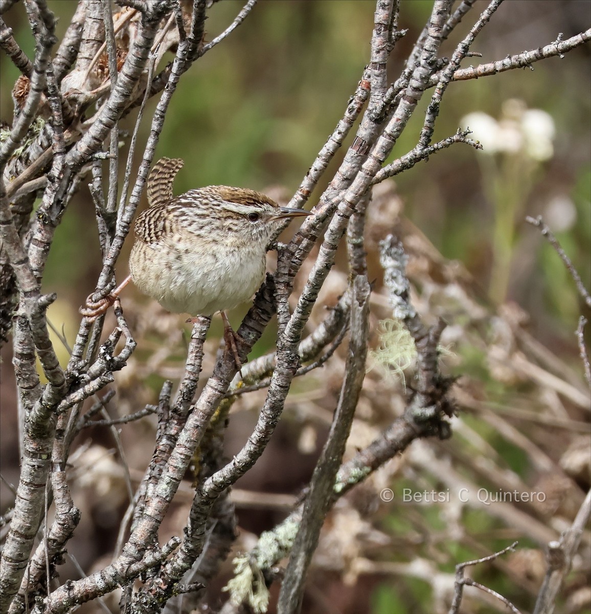 Merida Wren - ML642254516