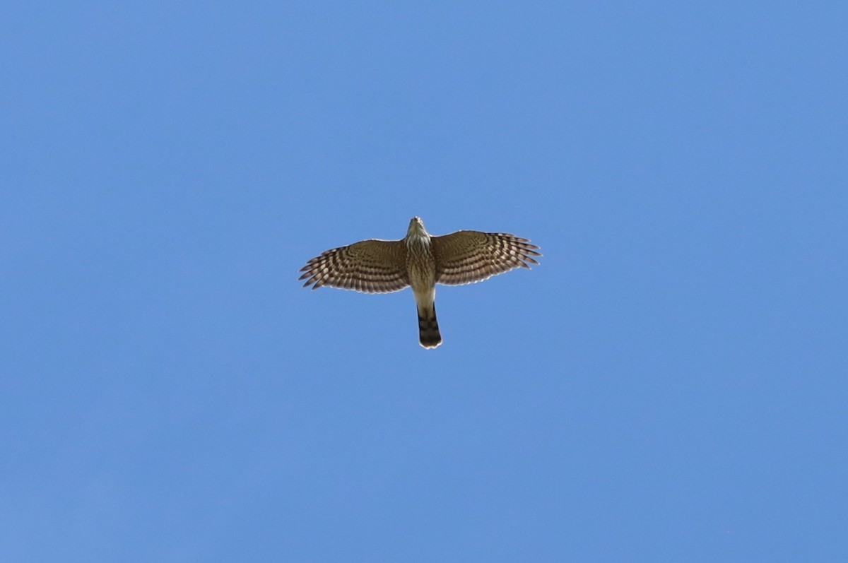 Sharp-shinned Hawk - ML642254526