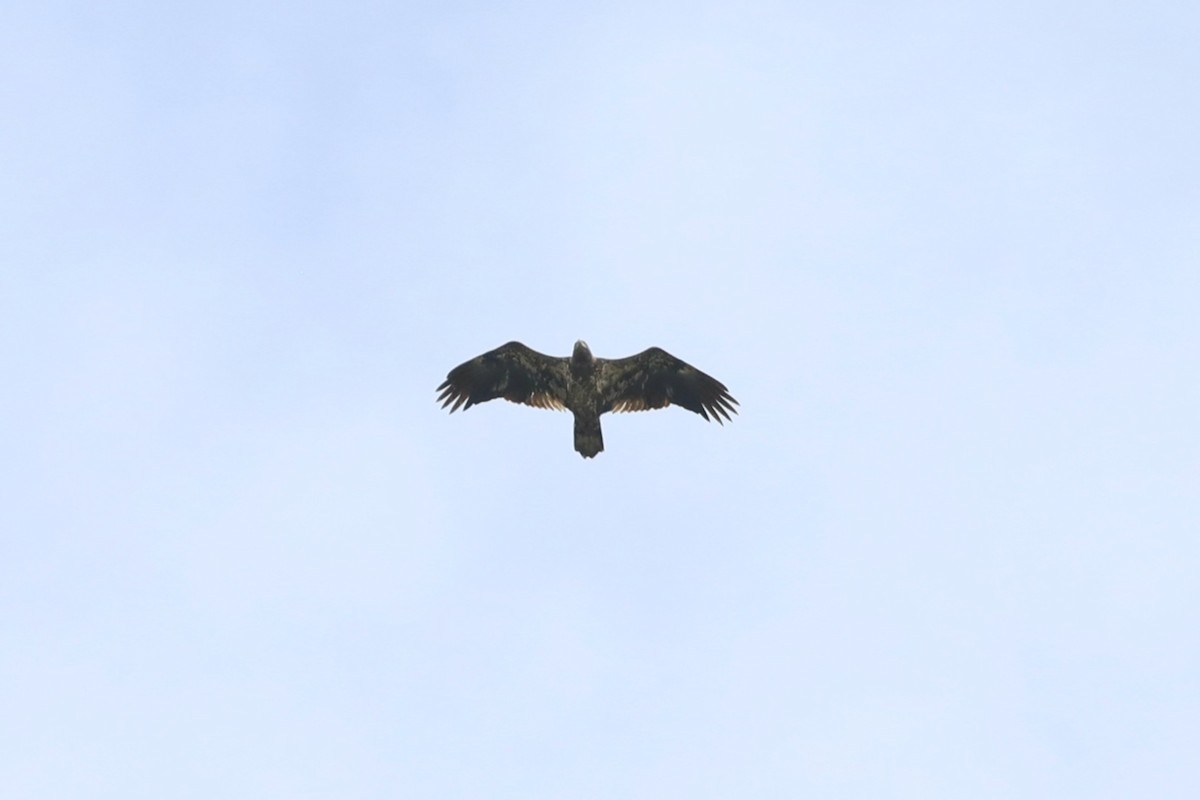 Bald Eagle - ML642254532