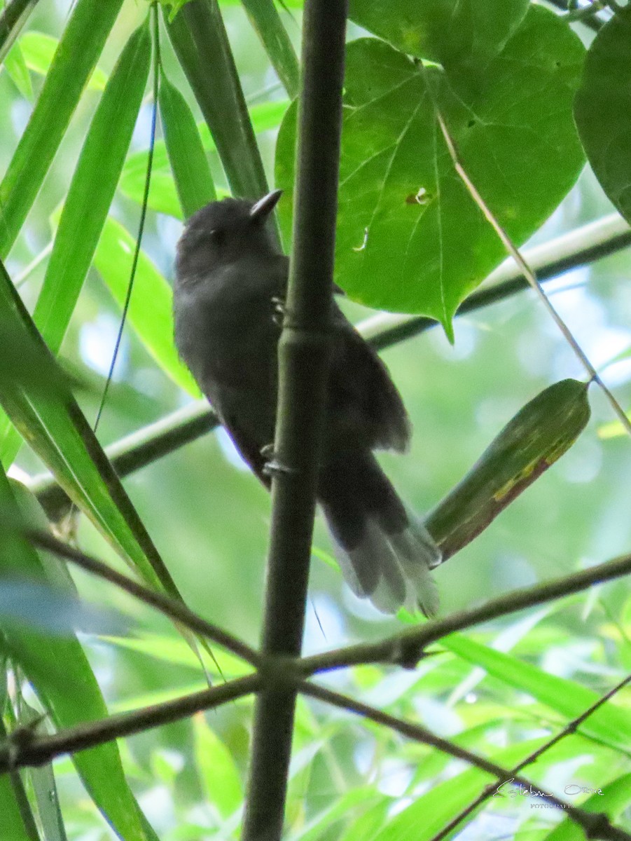 Parker's Antbird - ML642254551