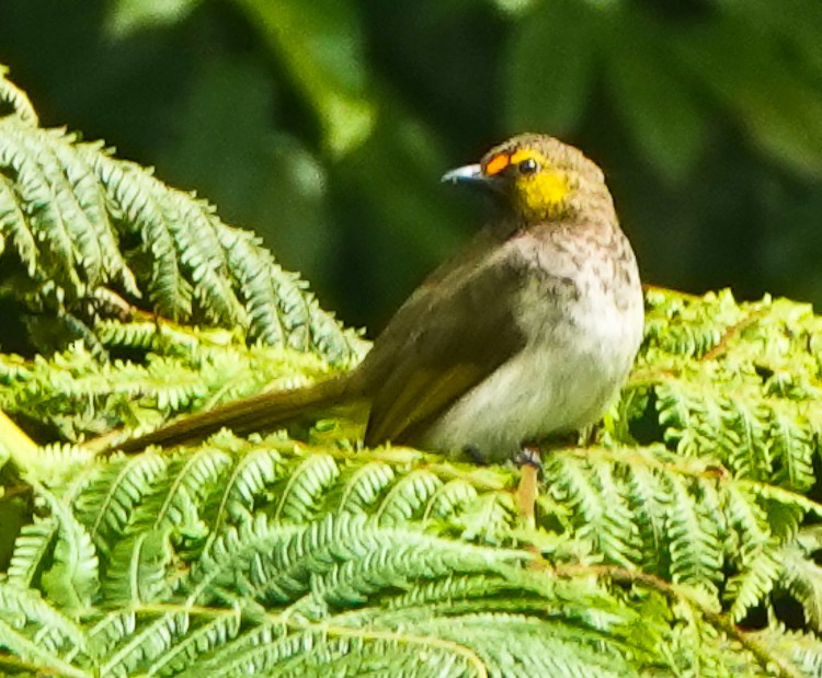 Orange-spotted Bulbul - ML642254556