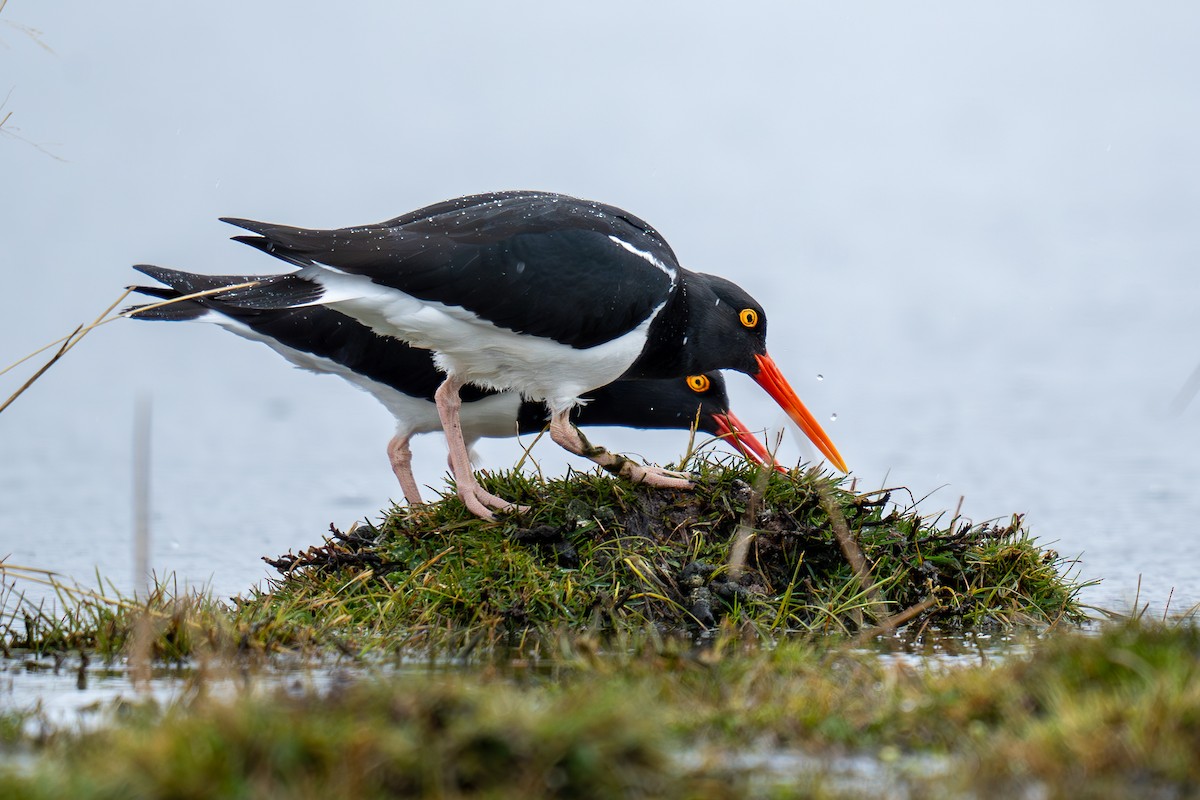 Magellanic Oystercatcher - ML642254564