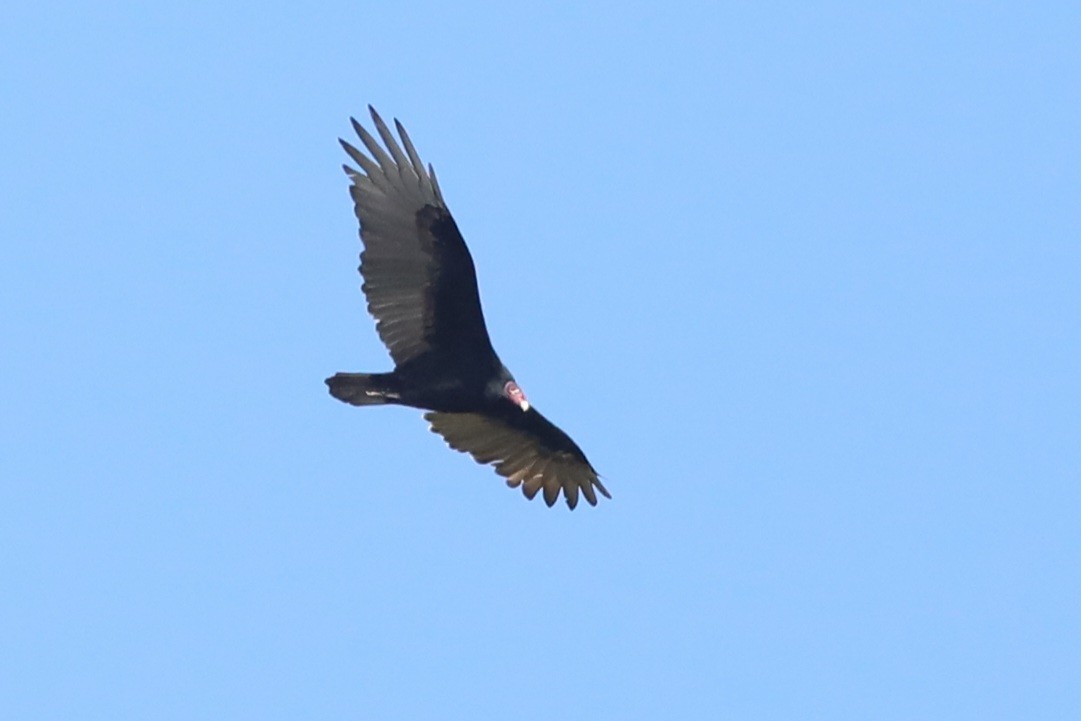 Turkey Vulture - ML642254596