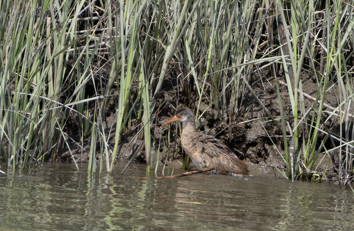 Clapper Rail - ML642254604