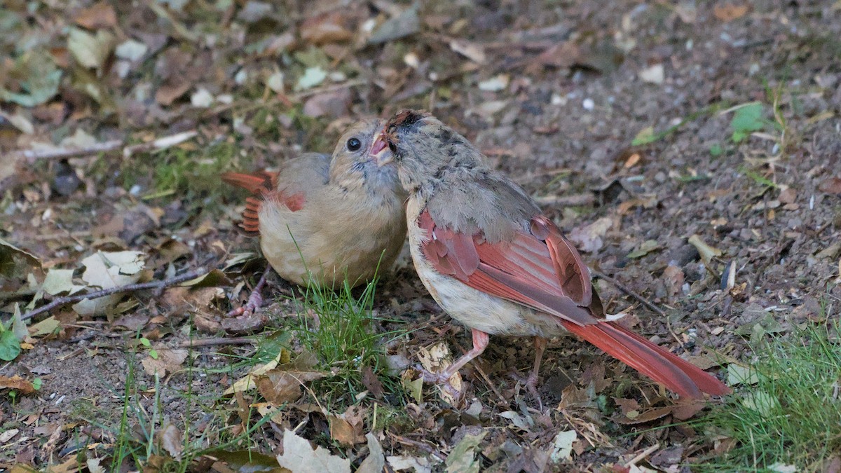 Northern Cardinal - ML642254610