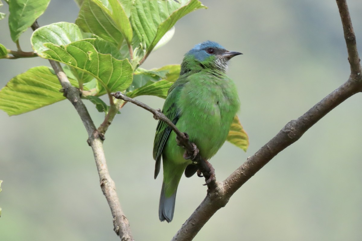 Blue Dacnis - ML642254634