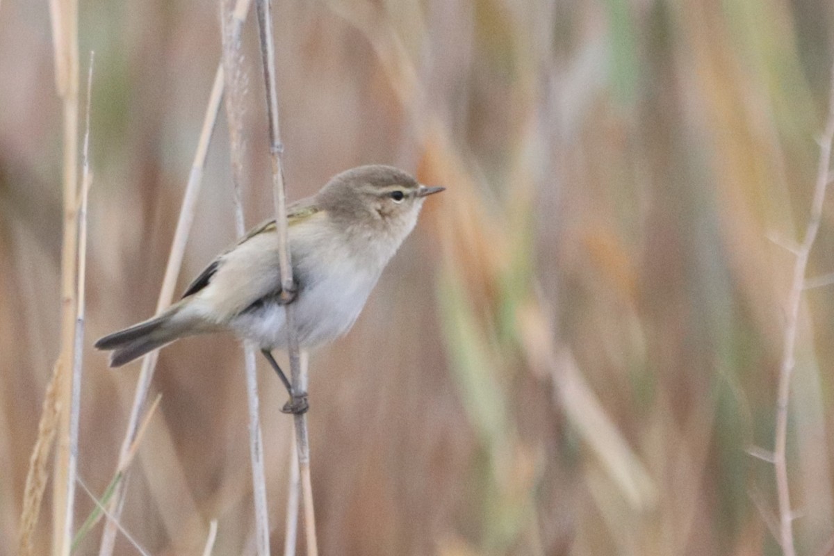 Mosquitero Común - ML642254662