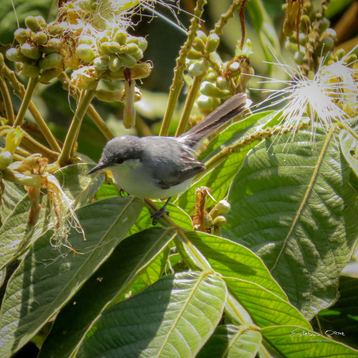 Gobemoucheron tropical - ML642254675