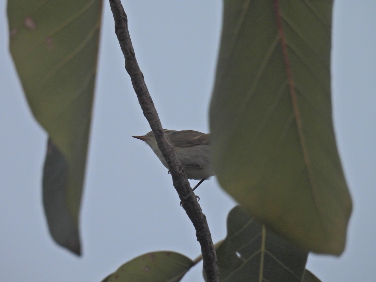 Greenish Warbler - ML642254677