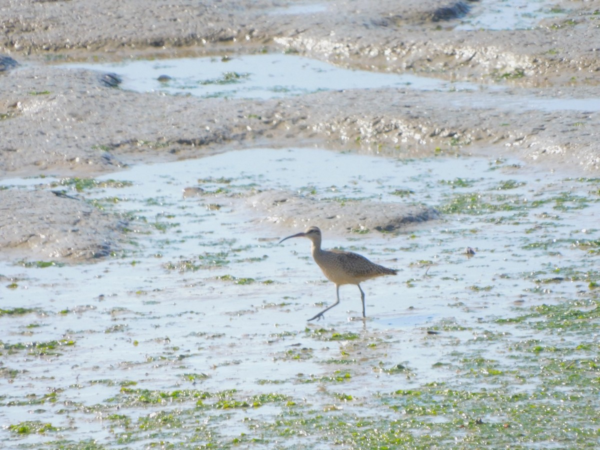 Hudsonian Whimbrel - ML642254693