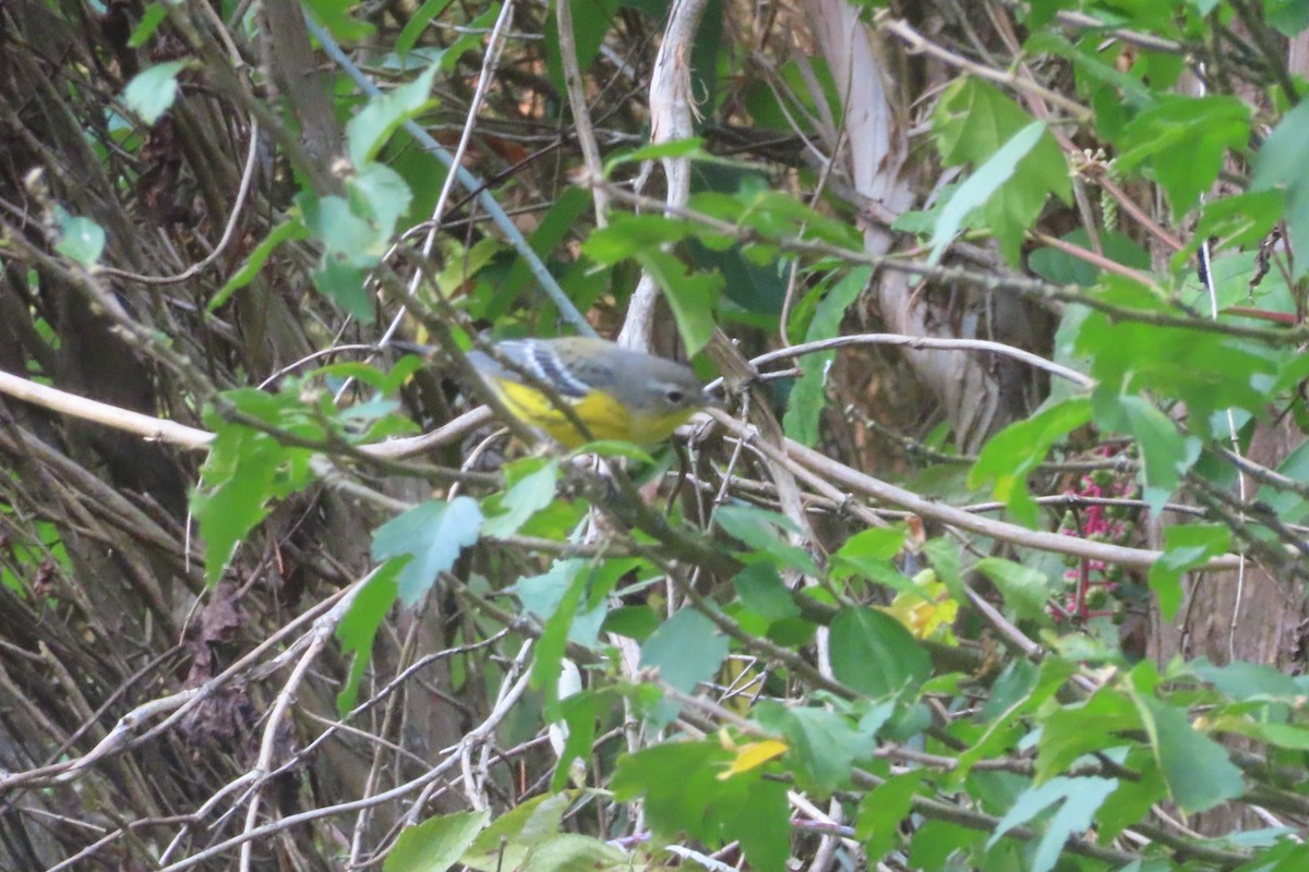 magnoliaparula - ML642254717