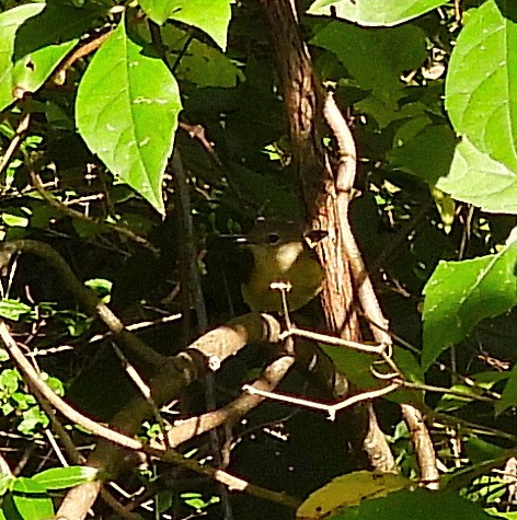 rødstjertparula - ML642254747