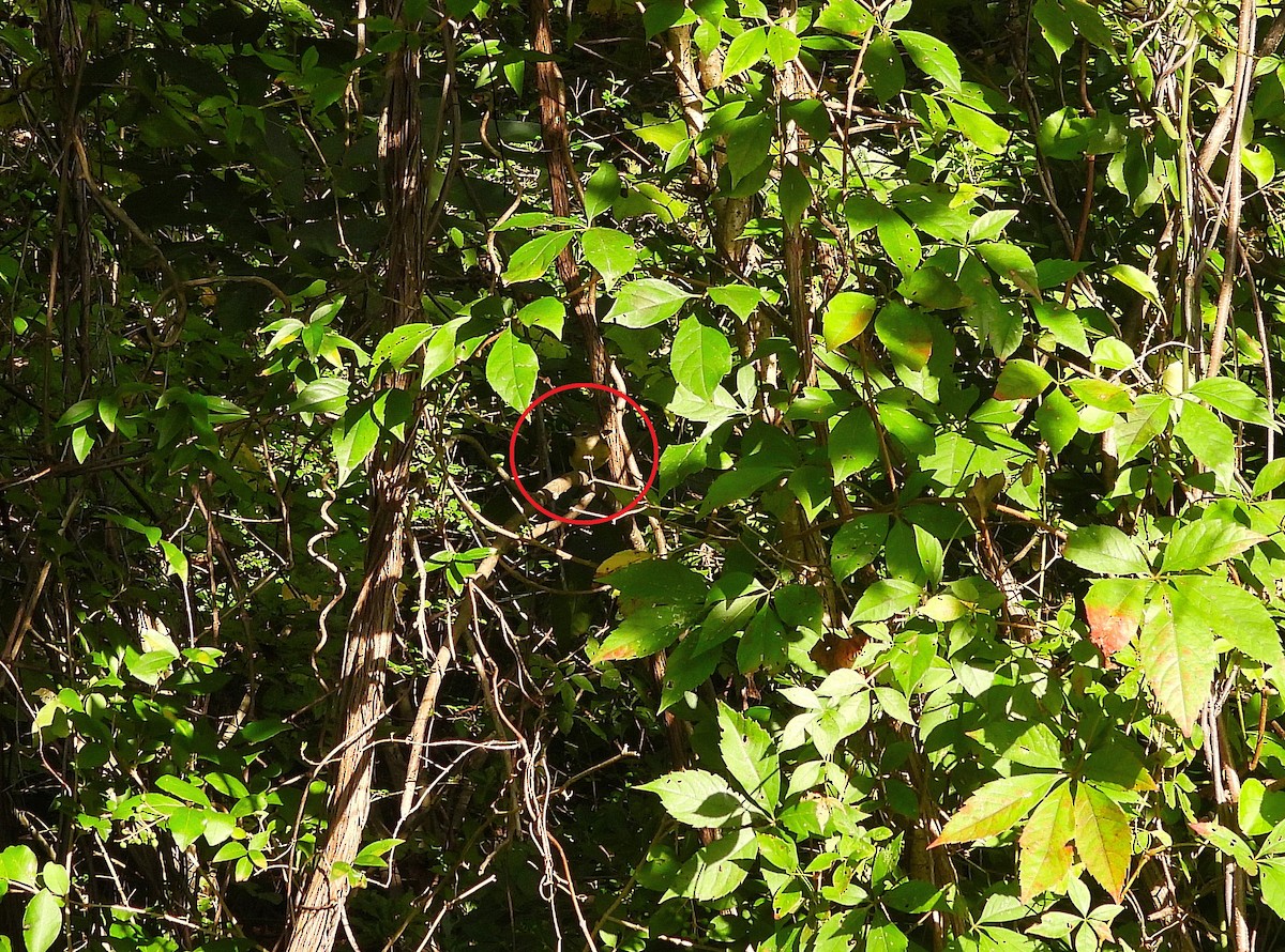 rødstjertparula - ML642254748