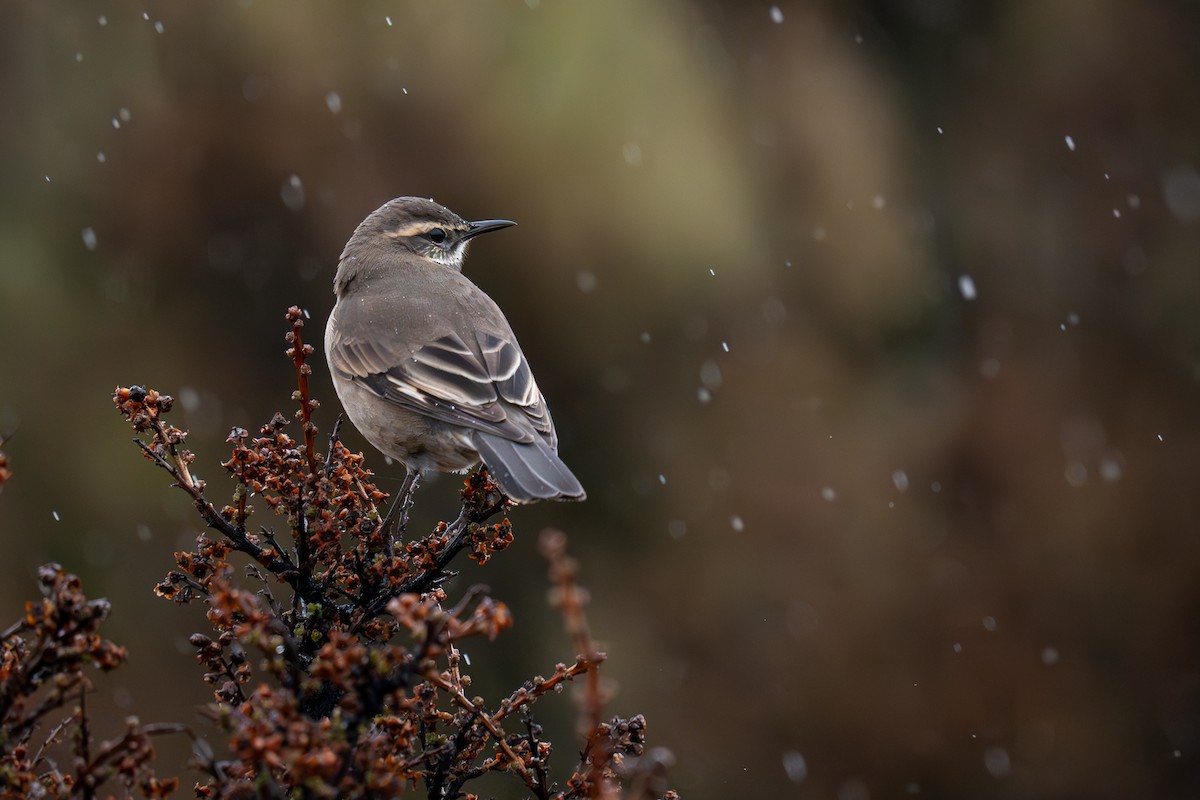 Buff-winged Cinclodes - ML642254776