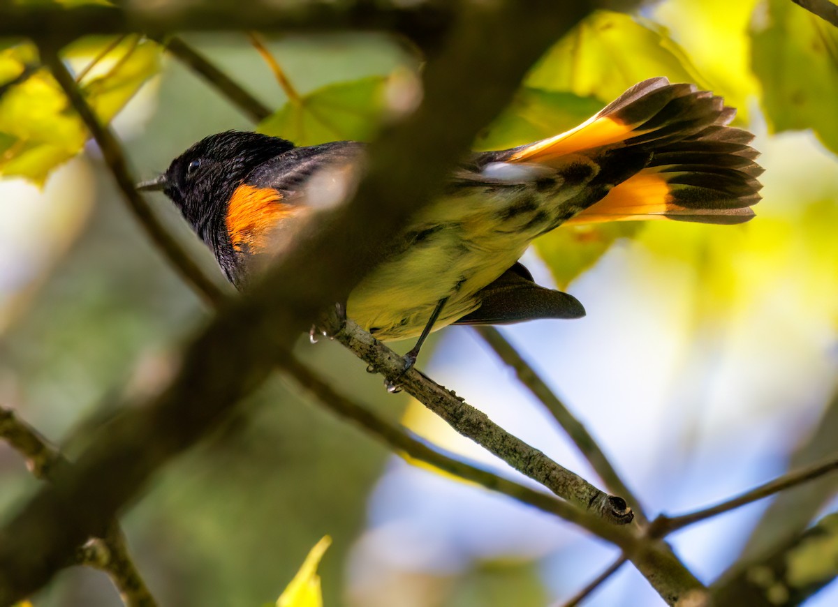 American Redstart - ML642254781