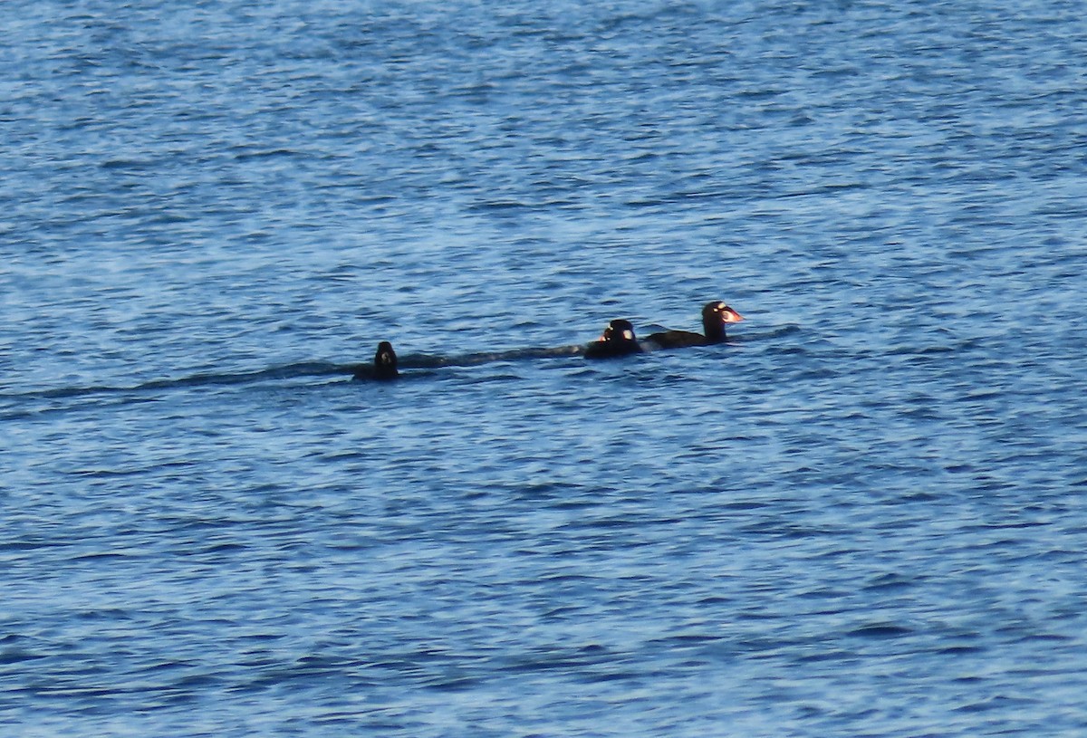 Surf Scoter - ML642254784