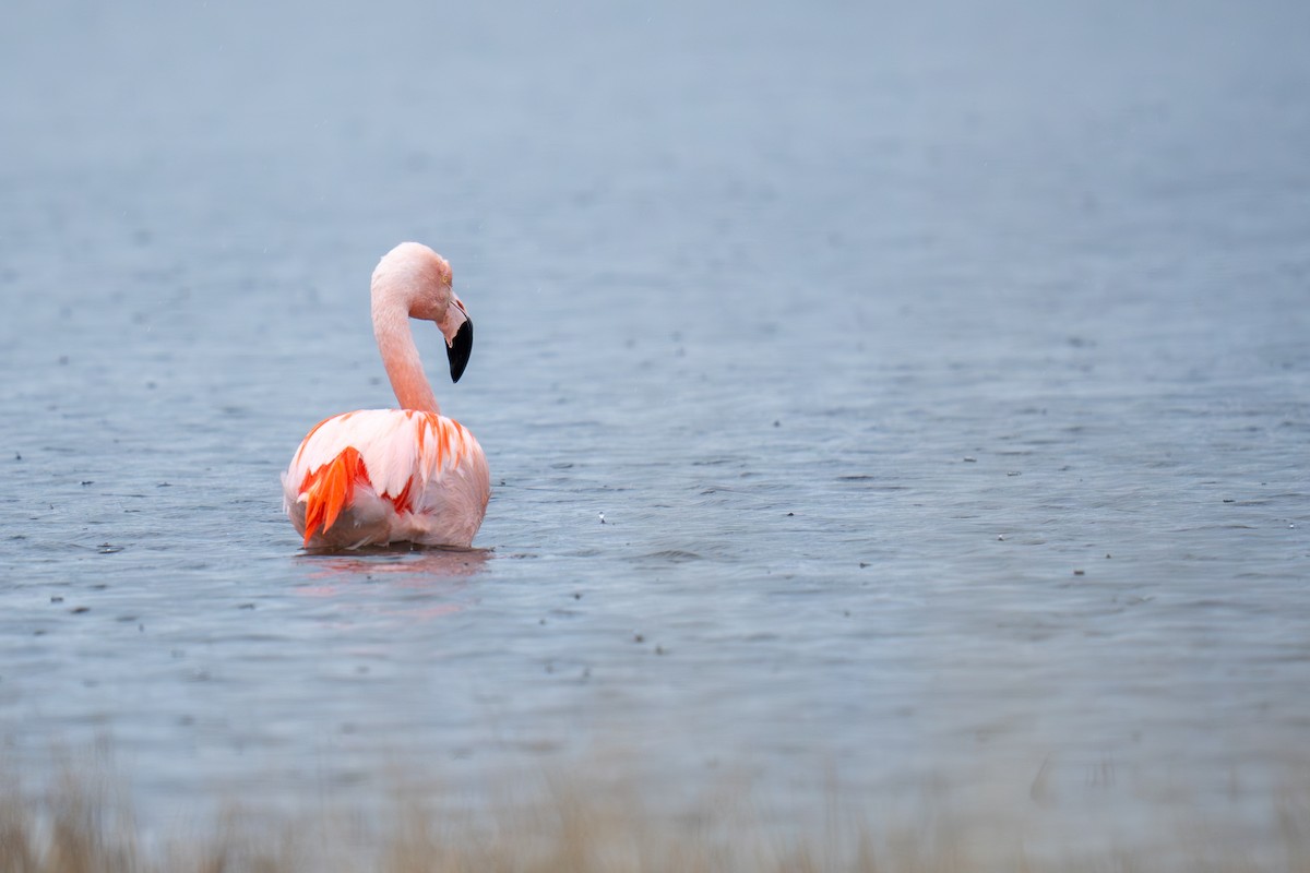 Chilean Flamingo - ML642254796
