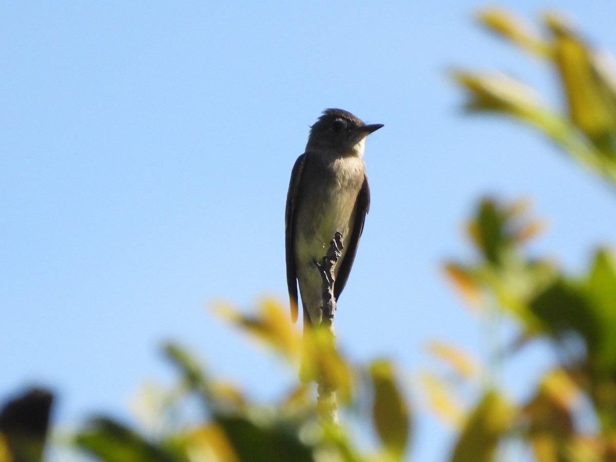 Western Wood-Pewee - ML642254812