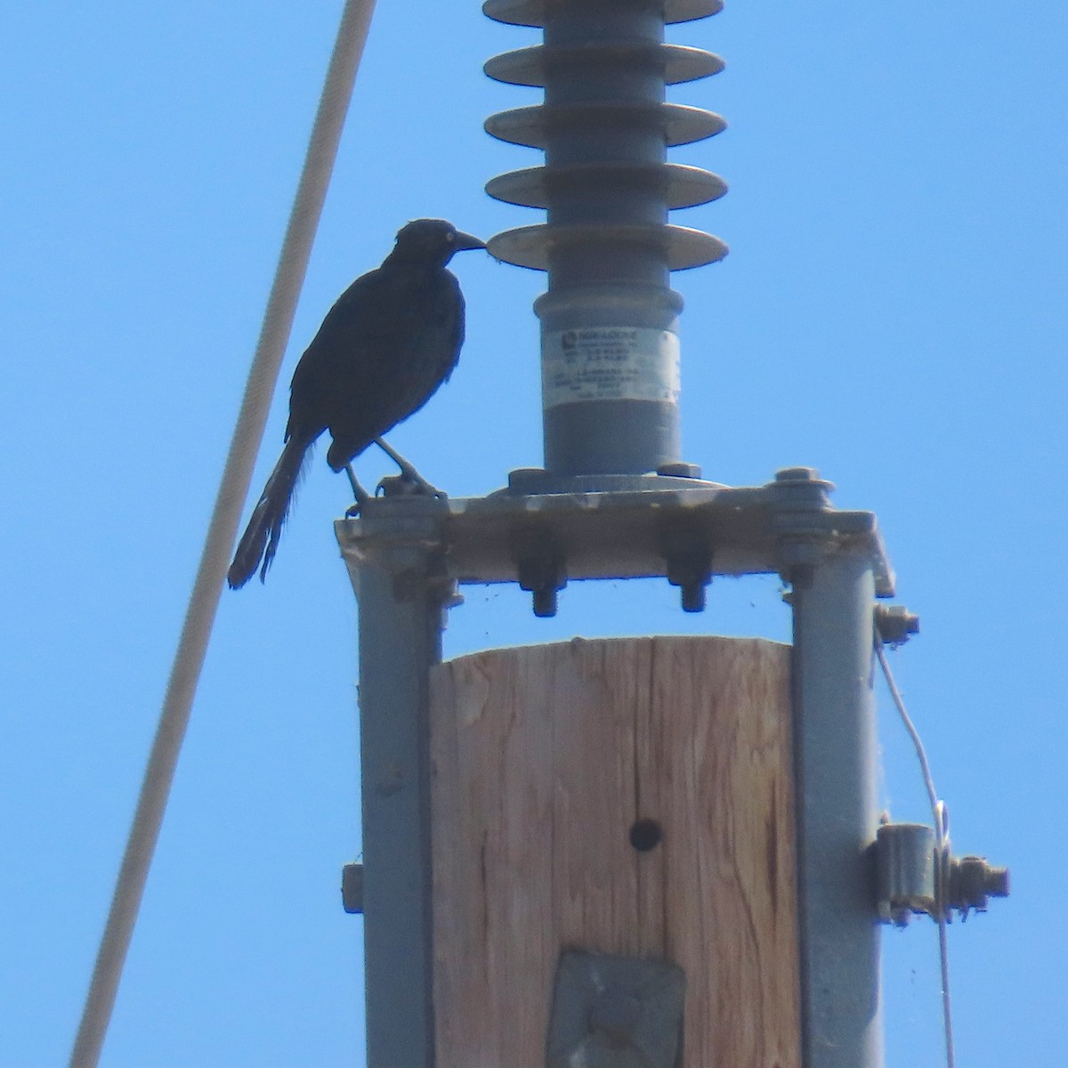 Great-tailed Grackle - ML642254838