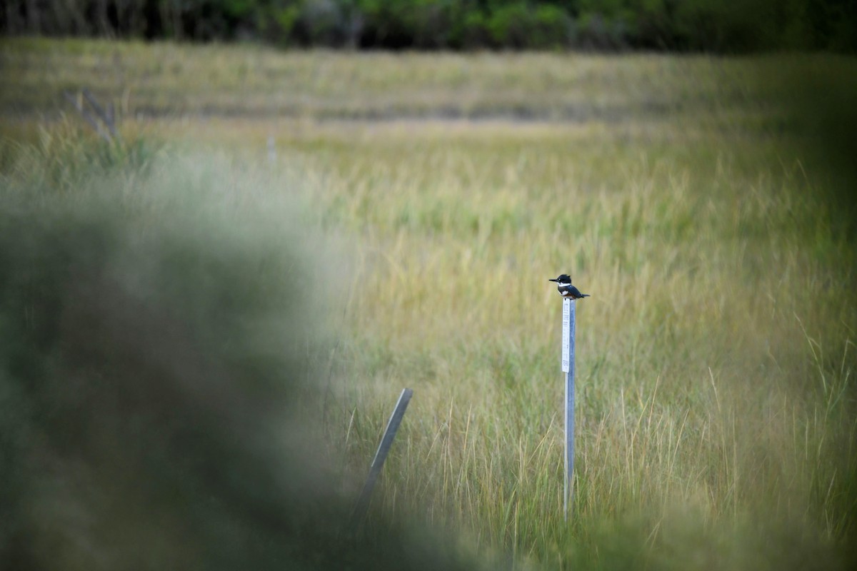 Belted Kingfisher - ML642254856