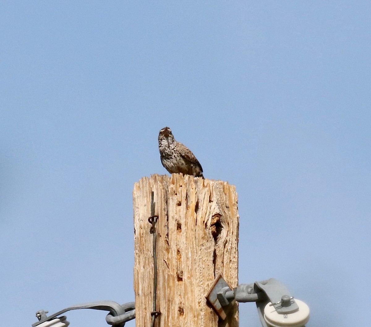 Cactus Wren - ML642254865