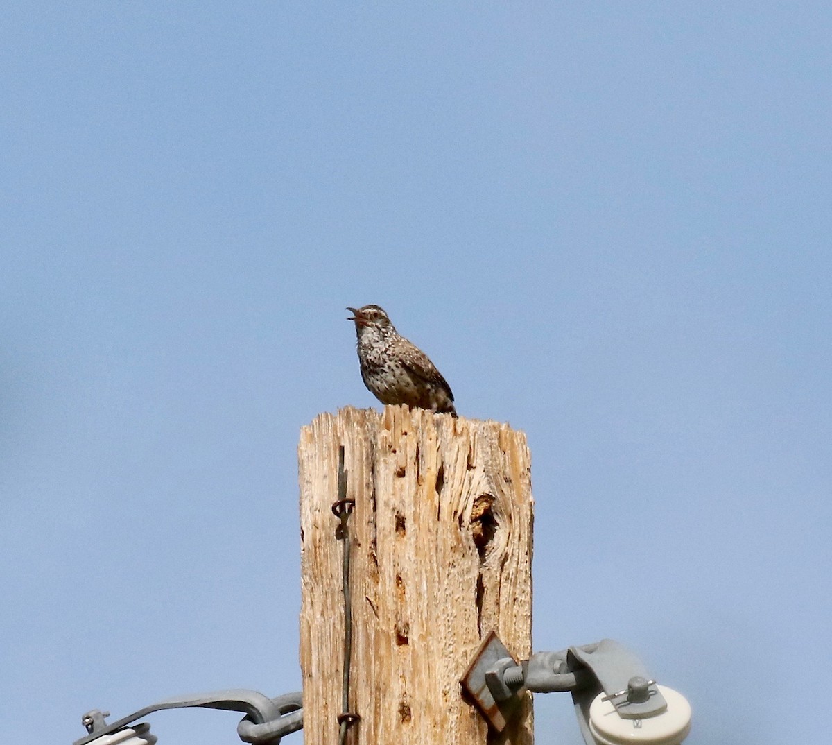 Cactus Wren - ML642254866