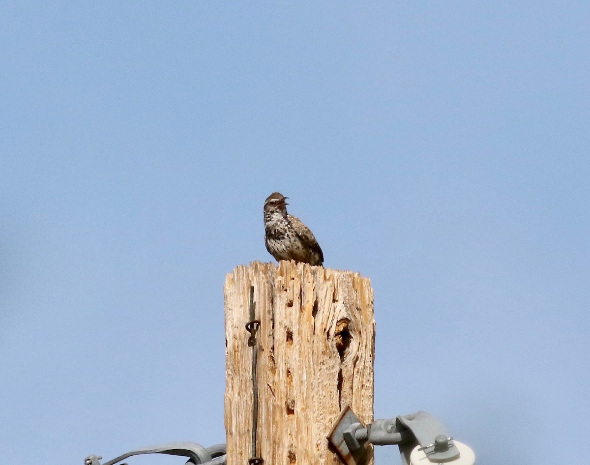 Cactus Wren - ML642254867