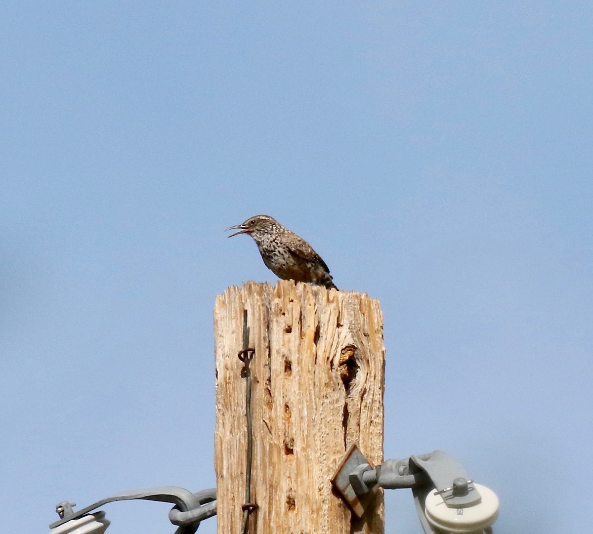 Cactus Wren - ML642254868