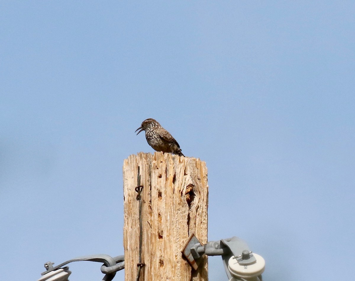 Cactus Wren - ML642254869