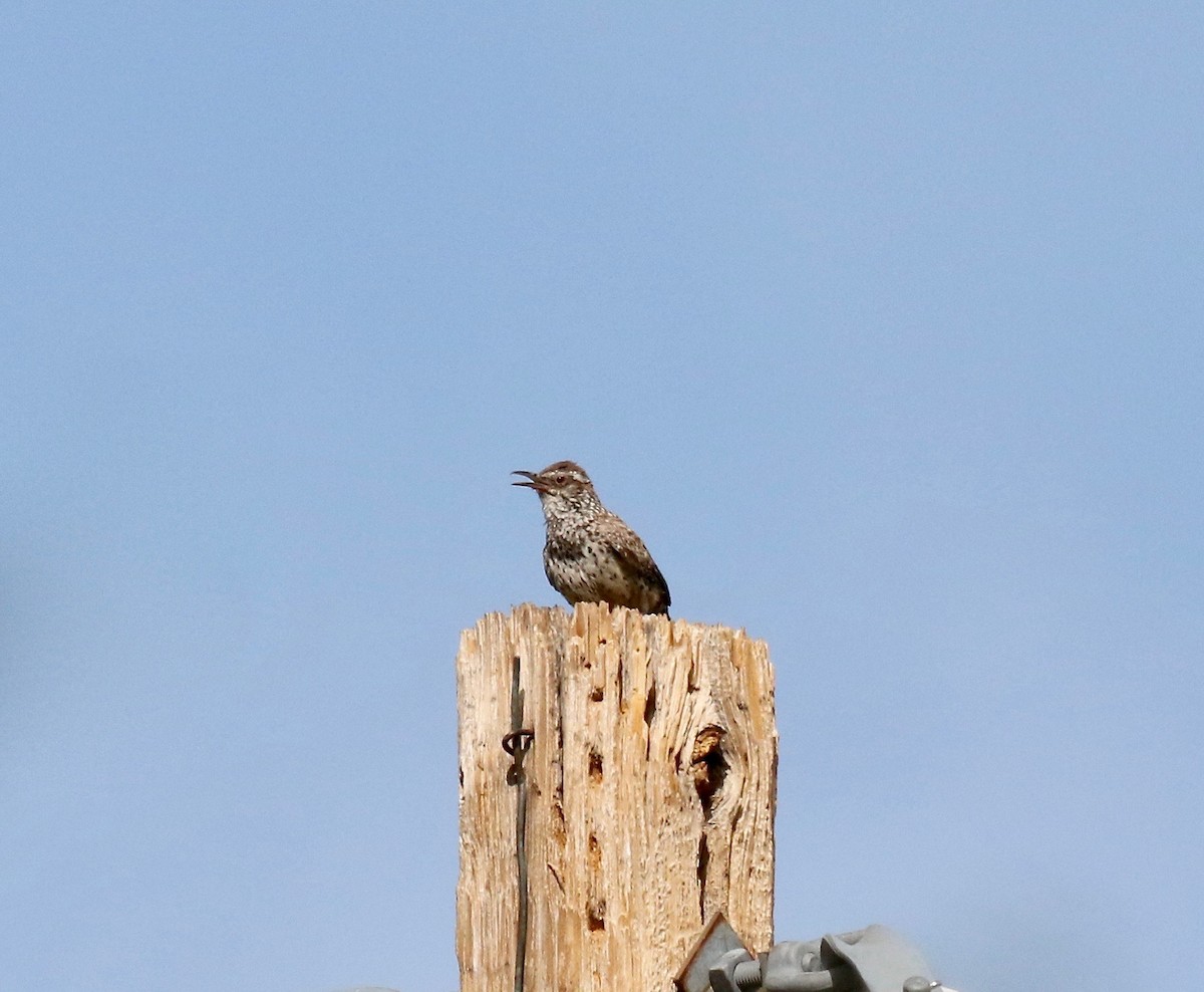 Cactus Wren - ML642254870