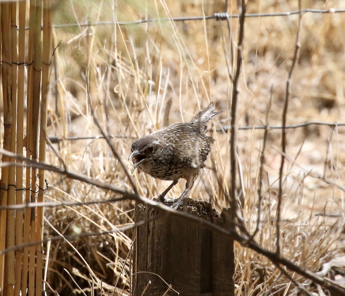 Cactus Wren - ML642254871