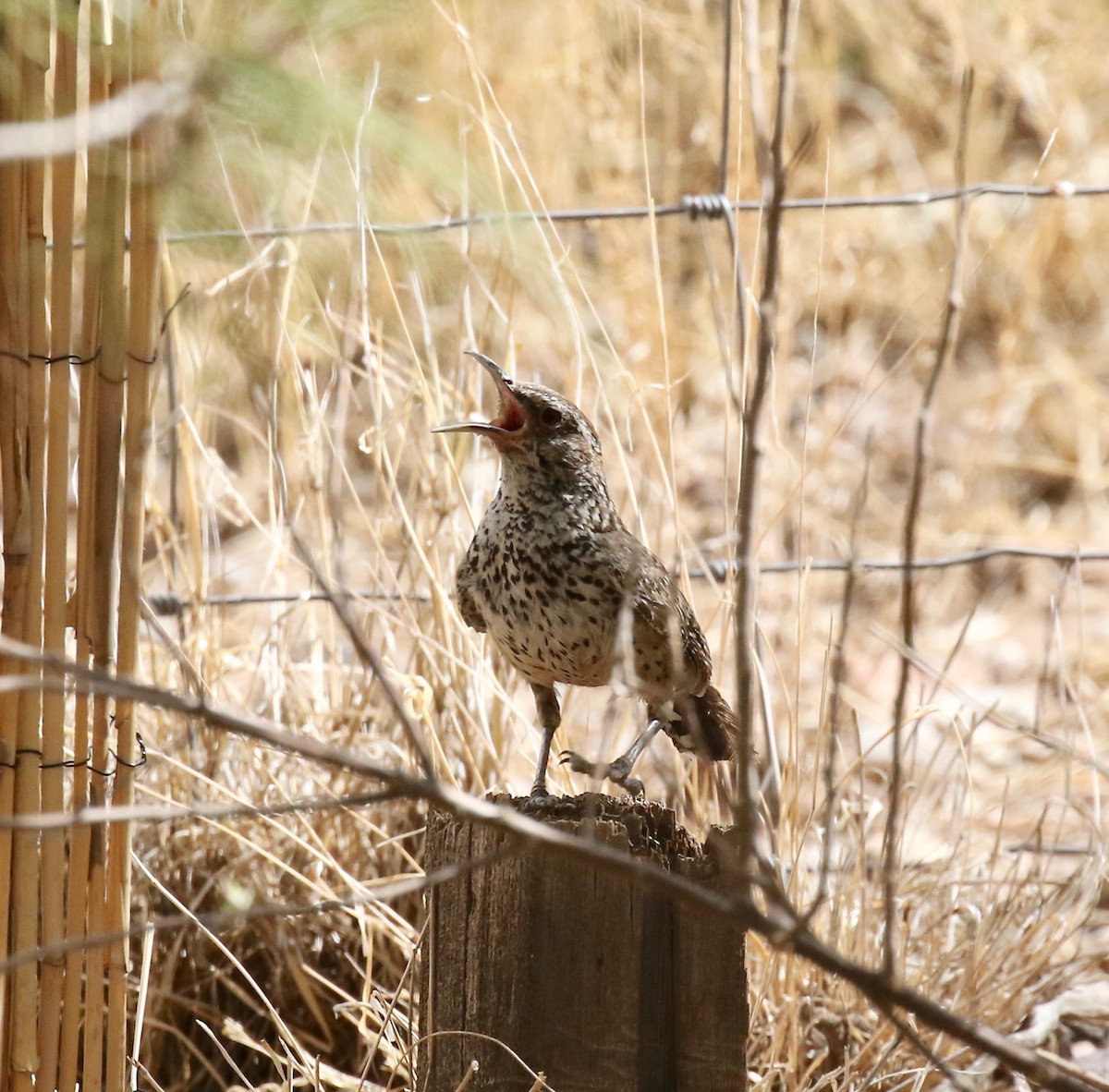 Cactus Wren - ML642254872