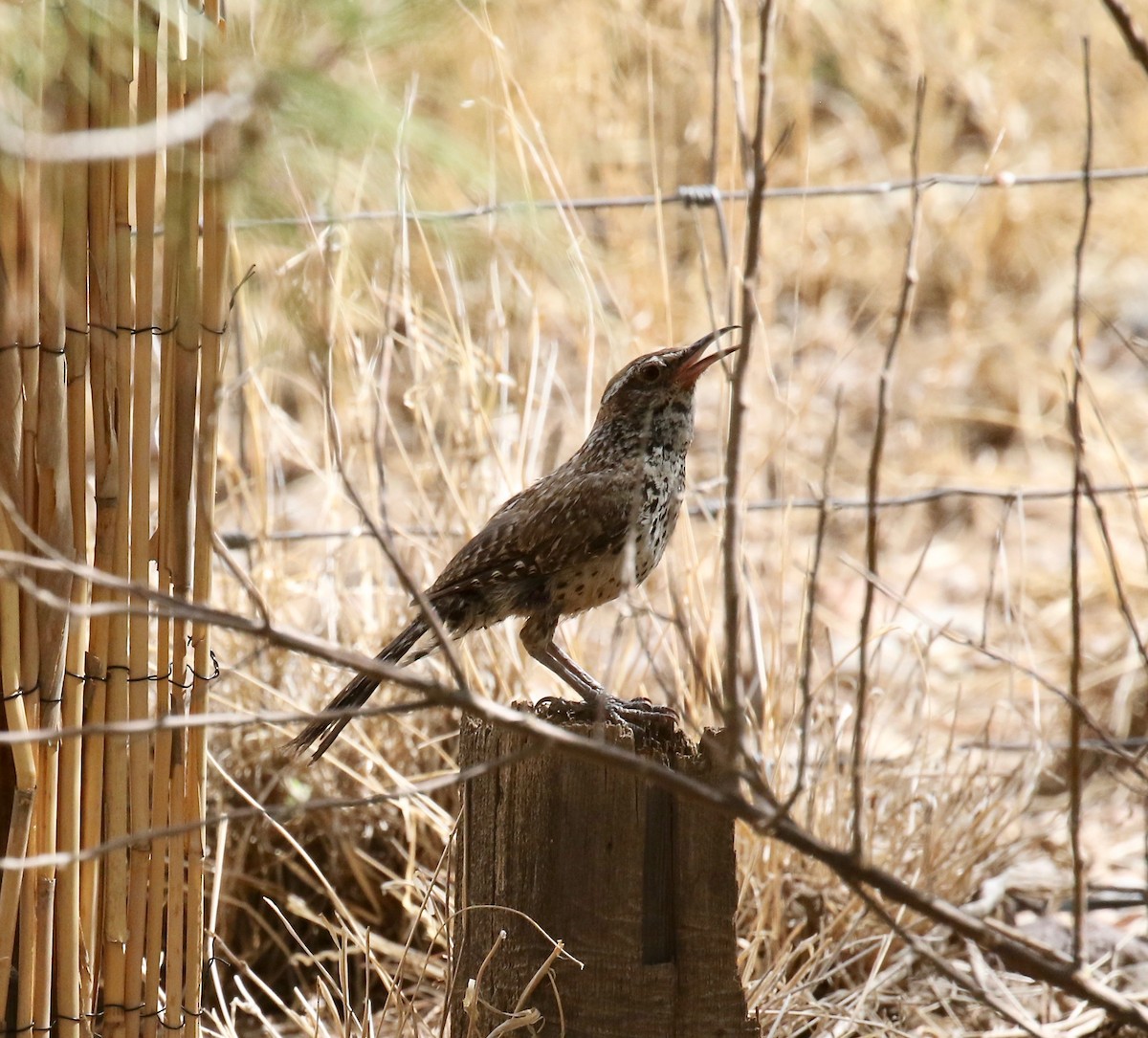 Cactus Wren - ML642254873